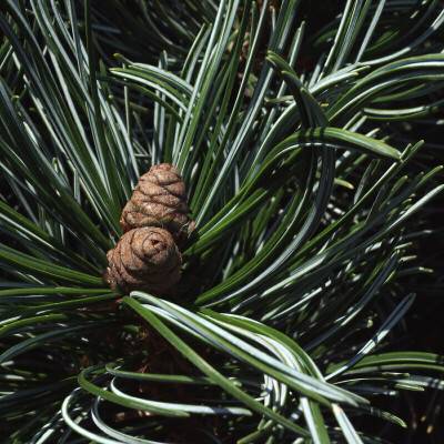 Pinus parviflora Tempelhof_000